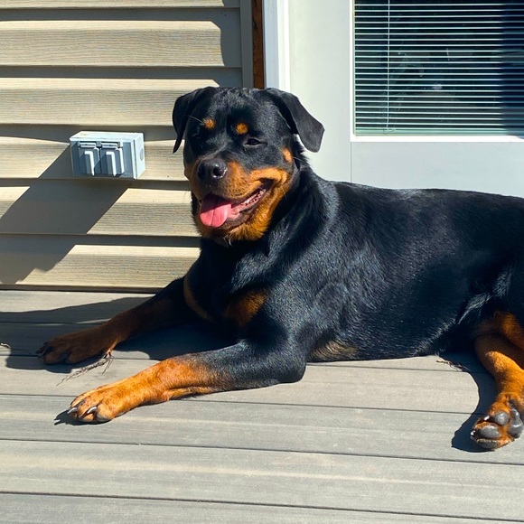 Meet your Posher, Eva - Picture 1 of 1